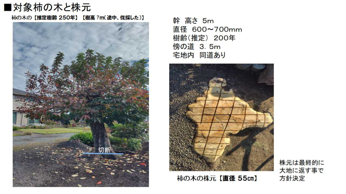 【対象の柿の木と株跡】
