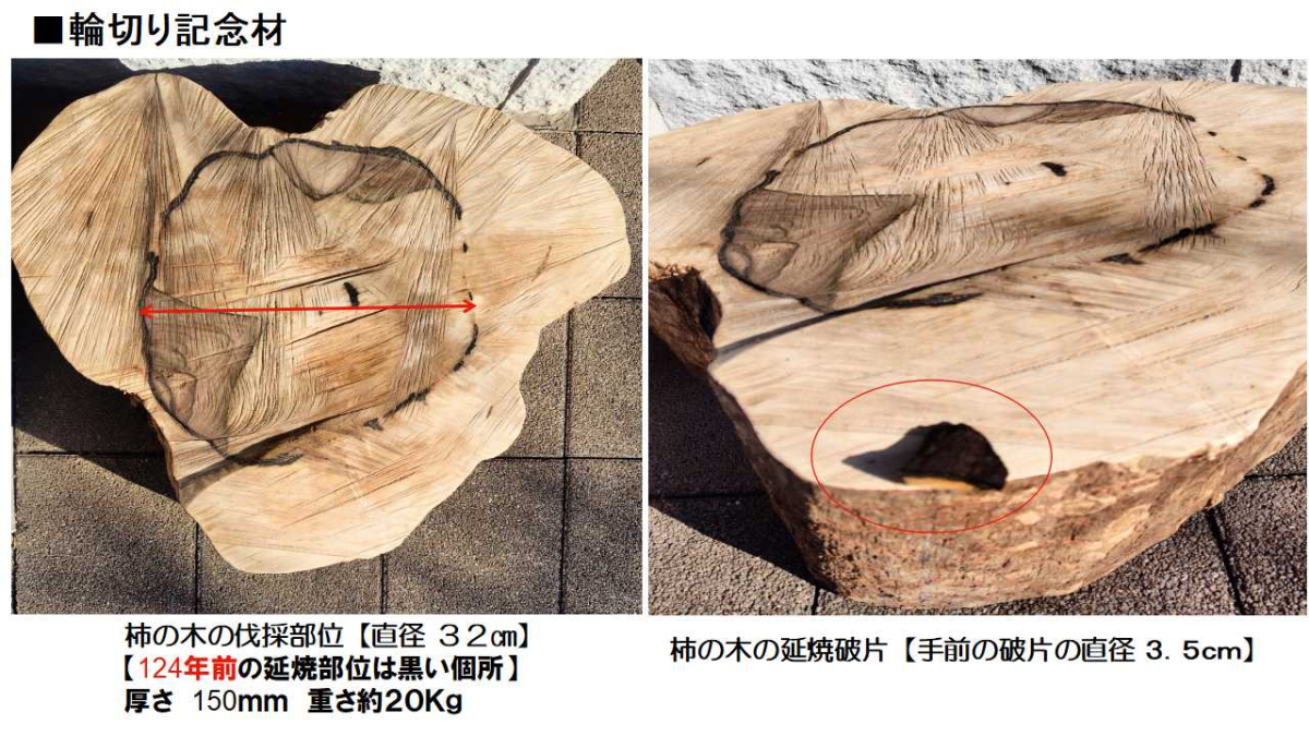 【保管用輪切りした柿の木】中央の黒いラインが焦げた炭跡