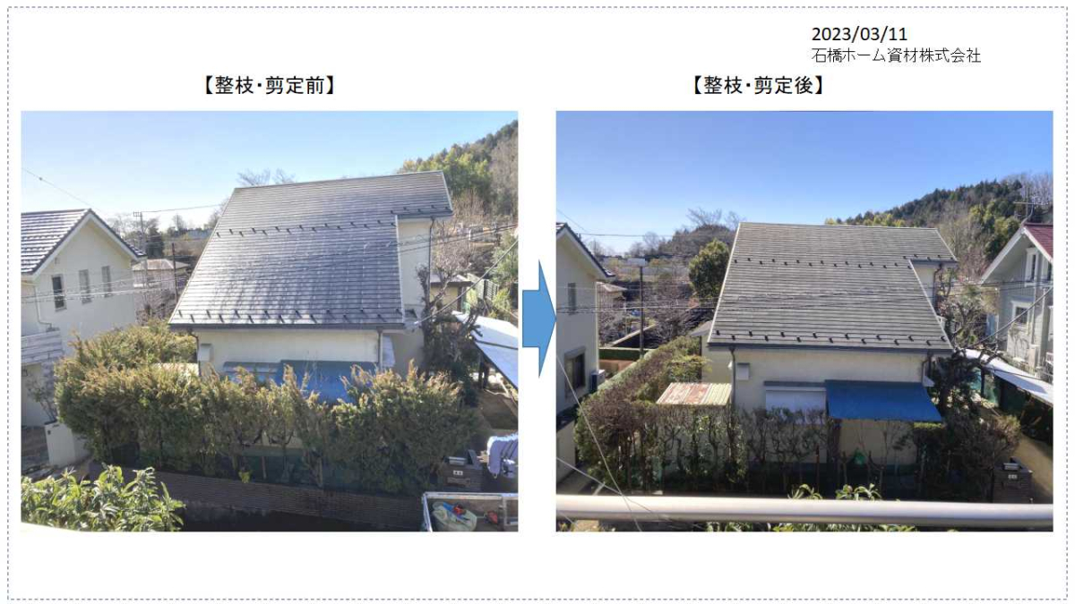 【剪定作業前後】老木ヒバの剪定は難しい